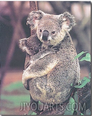 Koala and Baby