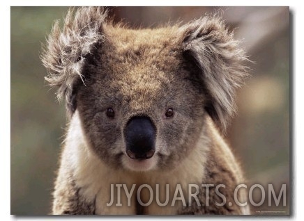 Koala Bear (Phascolarctos Cinereus), Phillip Island, Victoria, Australia, Pacific