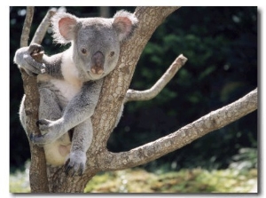 Koala Bear in a Tree in Captivity, Australia, Pacific