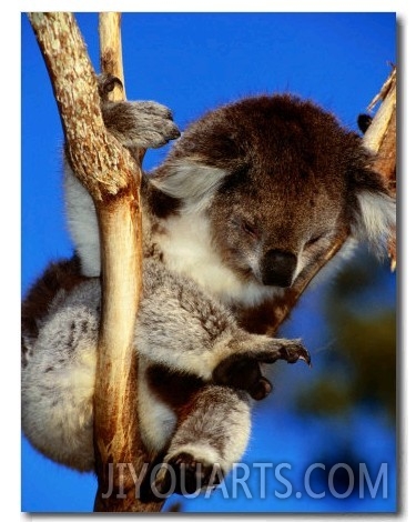 Koala in Tree at Healesville Sanctuary, Healesville, Victoria, Australia