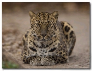 Amur Leopard