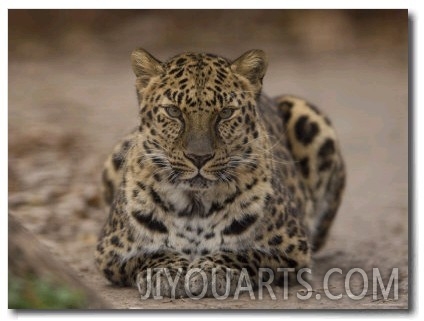 Amur Leopard