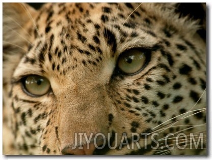 Close Up of the Face of a Leopard, Panthera Pardus, Mombo, Okavango Delta, Botswana