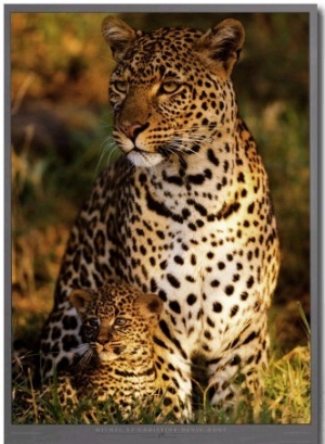 Leopard with Infant at Masai Mara, Kenya