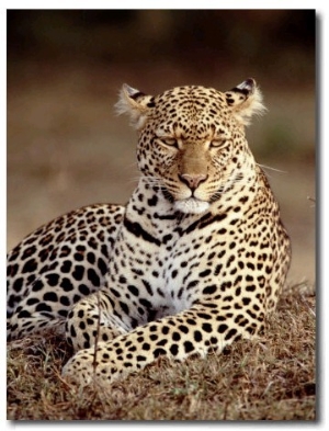 Leopard, East Africa