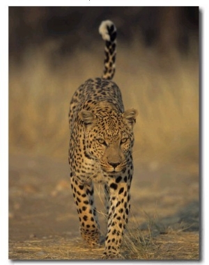 Leopard, Panthera Pardus, Duesternbrook Private Game Reserve, Windhoek, Namibia, Africa