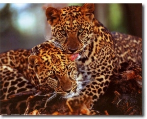 Leopards