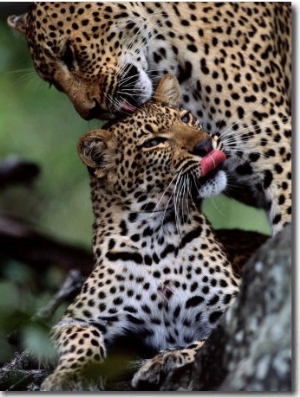 Mother Leopard (Panthera Pardus) Grooms Her Cub