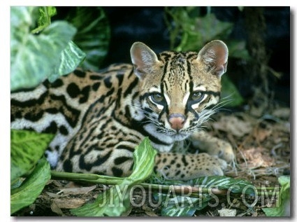 Ocelot, Felis Pardalis