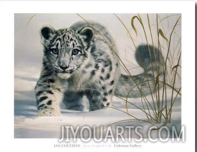 Snow Leopard Cub