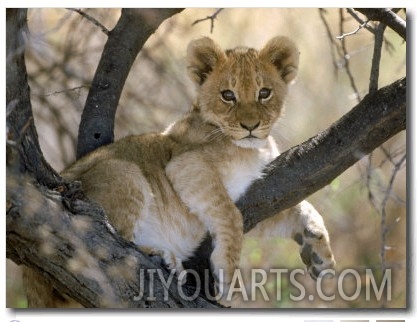 African Lion, Cub, Botswana