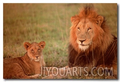 Lion & Cub