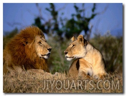 Lion and Lioness Mating Couple at Rest, Masai Mara National Reserve, Rift Valley, Kenya