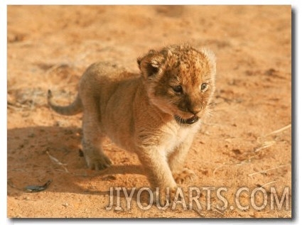 Lion Cub in Africa