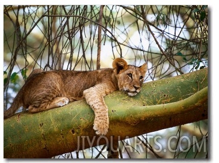 Lion Cub on Yellow Bark Acacia Tree, Kenya