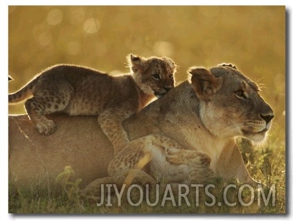 Lion Cub Resting on Mother