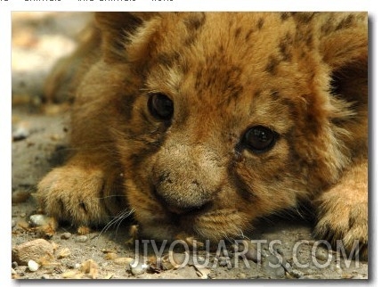 Lion Cub, Budapest, Hungary