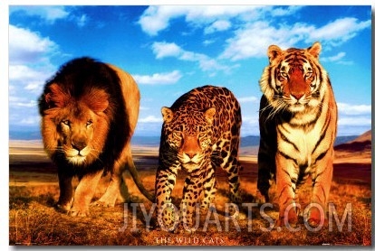 Wild Cats