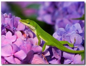 Lizard on Hydrangea, Savannah, Georgia, USA