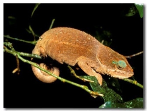 Malagasy Chameleon on Branch, Montagne d