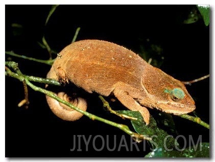 Malagasy Chameleon on Branch, Montagne d