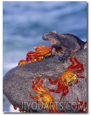 Marine Iguana & Sally Lightfoot Crabs, Mosquera Island, Galapagos