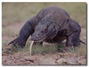 Monitor Lizard