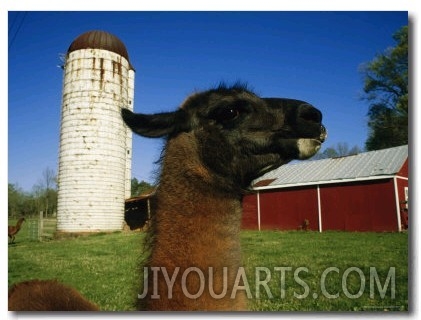 A Llama on a Farm in Virginia