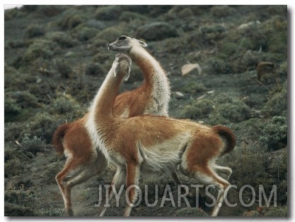 A Pair of Guanacos Strike a Dance Like Pose