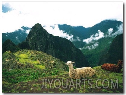 Alpacas, Machu Picchu, Peru