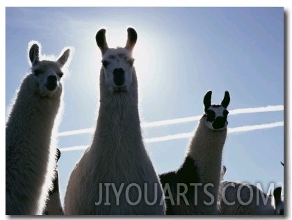 Close up of Three Llamas