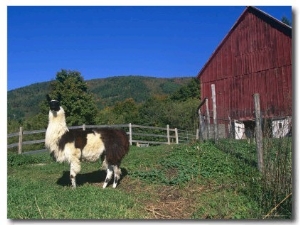 Domestic Llama, on Farm, Vermont, USA
