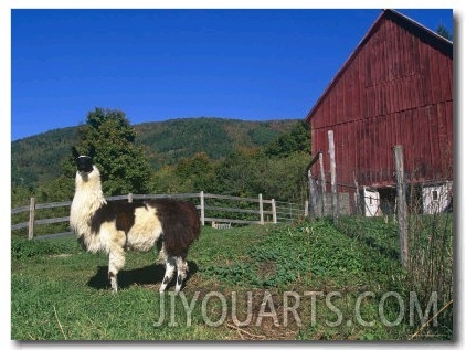 Domestic Llama, on Farm, Vermont, USA