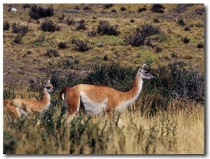 Guanaco in Patagonian Grassland, Torres del Paine National Park, Chile