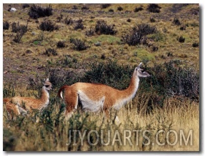 Guanaco in Patagonian Grassland, Torres del Paine National Park, Chile