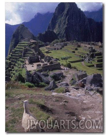Inca Ruins of Machu Picchu, Llama, Peru