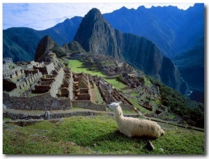 Llama Rests Overlooking Ruins of Machu Picchu in the Andes Mountains, Peru