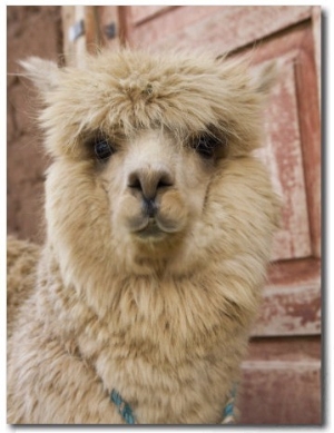 Llama, Cuzco, Peru