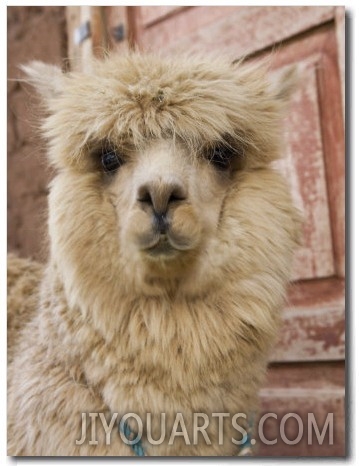 Llama, Cuzco, Peru