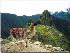 Llama, Machu Picchu, Peru