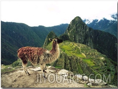 Llama, Machu Picchu, Peru