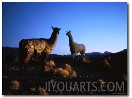 Llamas in the Atacama Desert at Dusk
