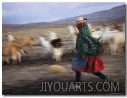 Panned View of an Aymara Woman Herding Llamas in the Atacama Desert