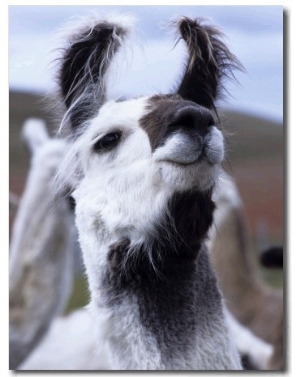 Portrait of a Llama, Estancia Rio Penitente, Near Punta Arenas, Patagonia, Punta Arenas, Chile