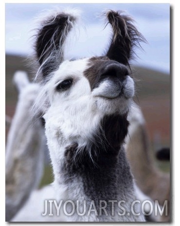 Portrait of a Llama, Estancia Rio Penitente, Near Punta Arenas, Patagonia, Punta Arenas, Chile