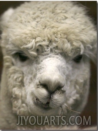 Zephyr Moon, a 2 Year Old Alpaca, at the Vermont Farm Show in Barre, Vermont, January 23, 2007