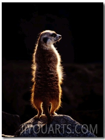 A Captive Meerkat Stands on a Rock in the Afternoon Sun