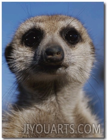 A Close View of a Meerkat (Suricata Suricatta)