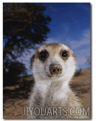 A Close View of an Adult Meerkat (Suricata Suricatta)