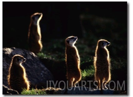 A Group of Captive Meerkats Standing in the Afternoon Sun